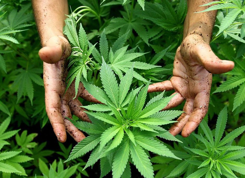 Court legalizes Indian hemp