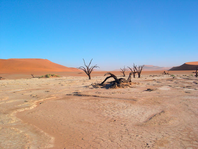 Nigeria becoming a desert, NCF raises alarm