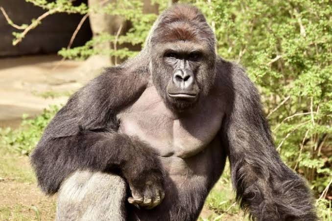 Armed robbers, not gorilla stole money in Kano Zoo –MD