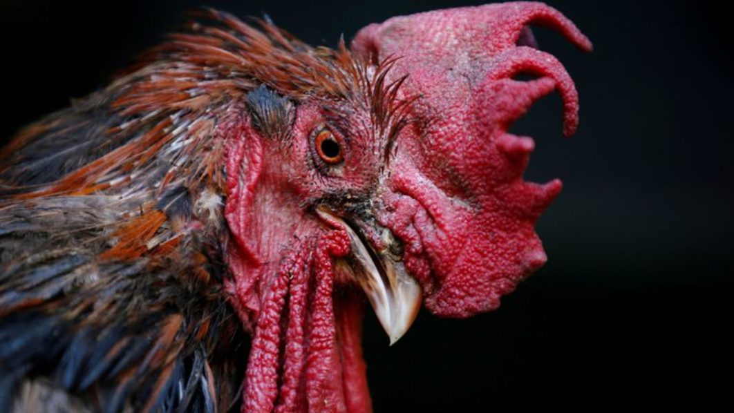 Noise pollution: How man sues Cockerel, loses case