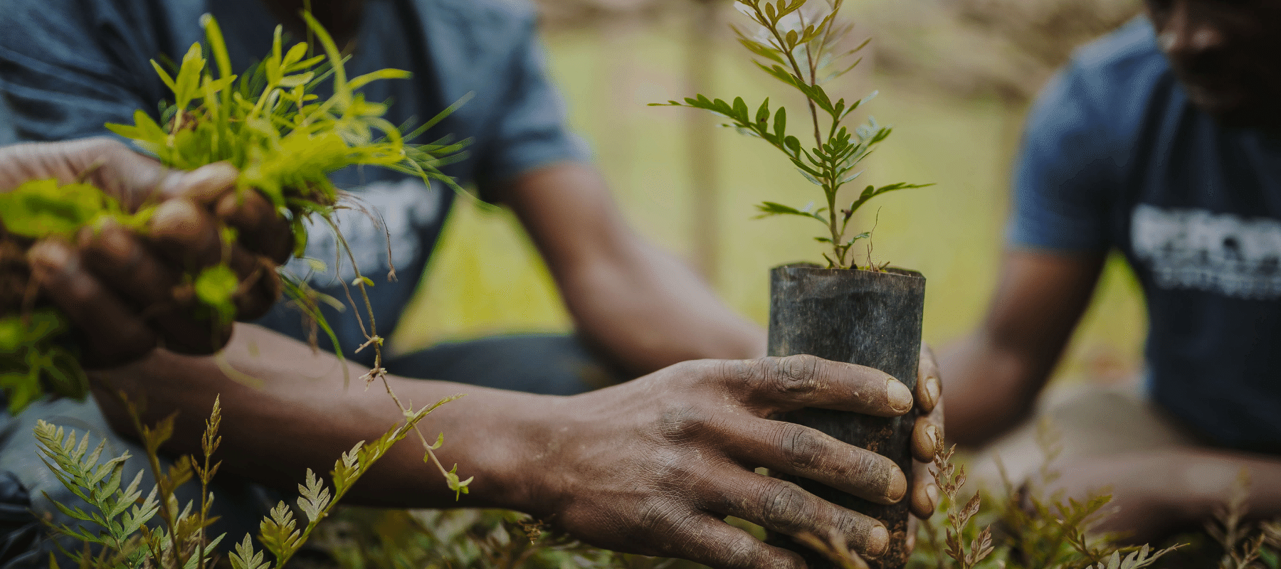 Erosion control: Plant trees, environmental expert urges Nigerians