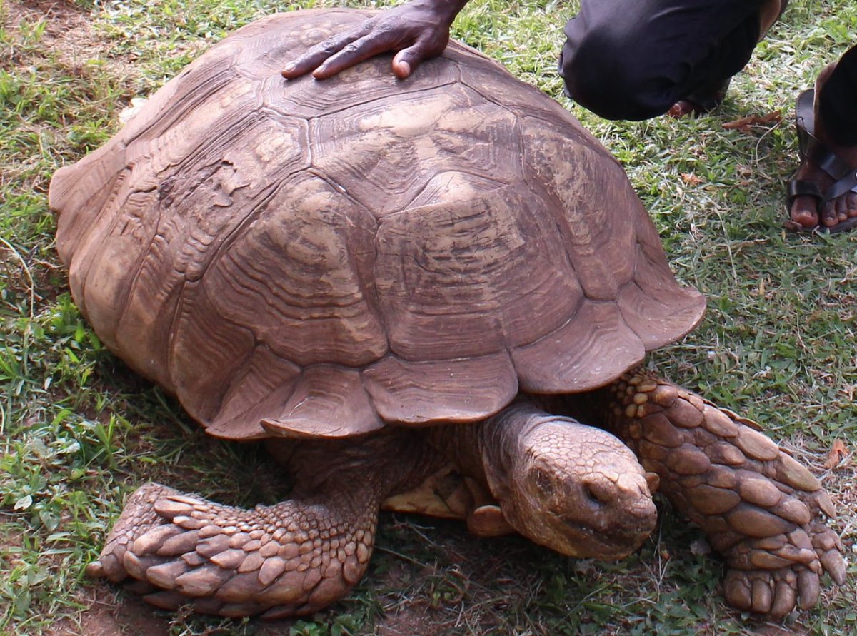 Body of late ‘Alagba’, 344-year old tortoise to be preserved for records