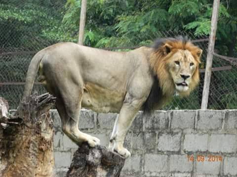 Relief in Kano as lion on the loose is captured, returned to cage