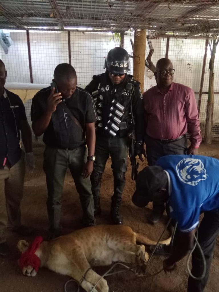 How we evacuated lion from private residence in Lagos -Task Force