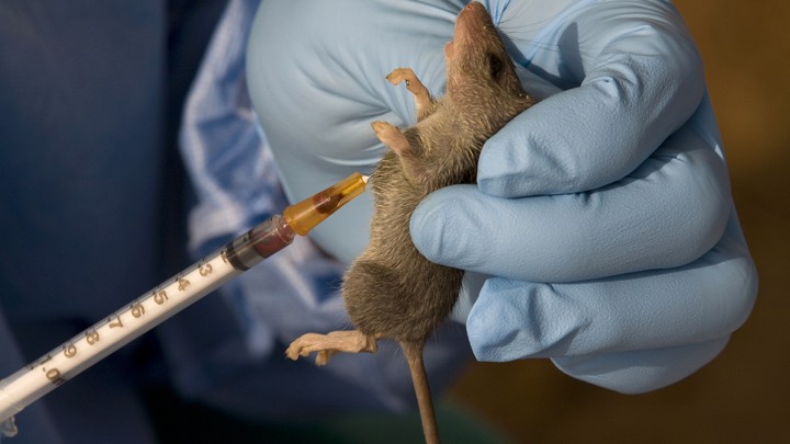 Bauchi records 22 deaths from Lassa fever —Agency