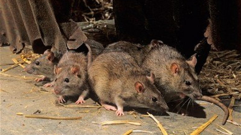 Enugu records second Lassa fever death in UNTH