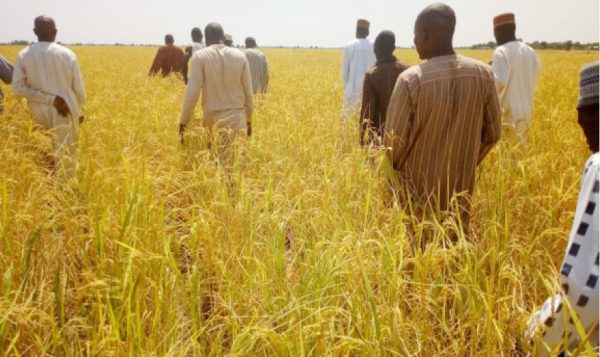 Rice production: More farmers enrol for dry season farming -RIFAN