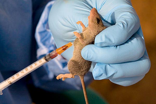 Lassa Fever: Why bush meat consumption must stop -Council