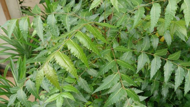 COVID-19: Rush for ‘Dogoyaro’, ‘Tagiri’ on increase in Lagos -Herbs sellers