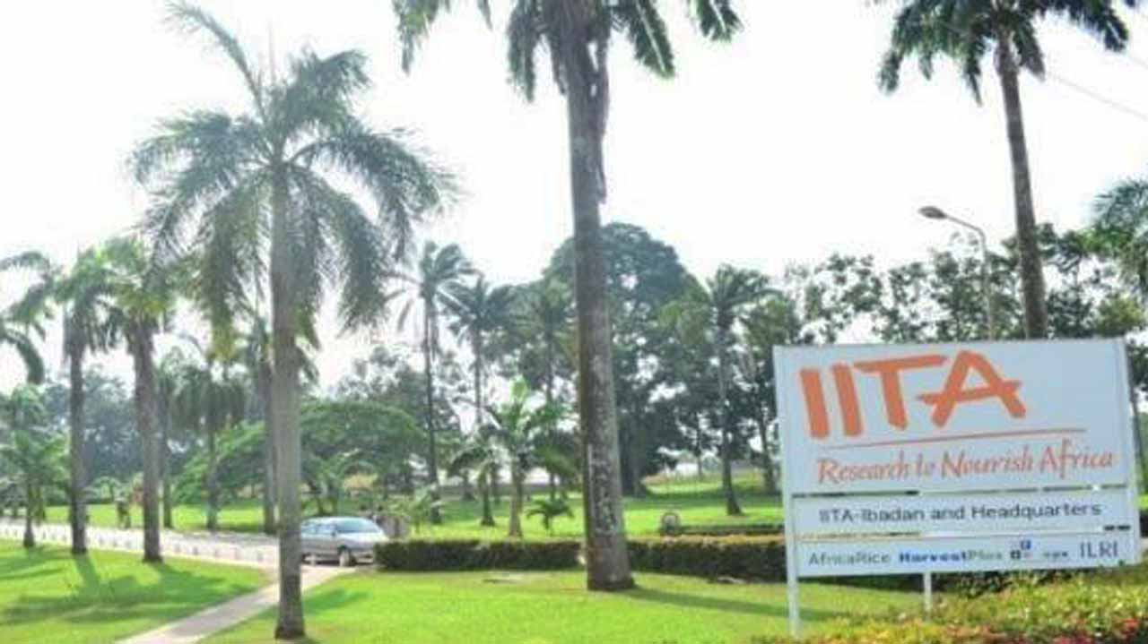 IITA: Nigeria must go back to agric to surmount its numerous challenges