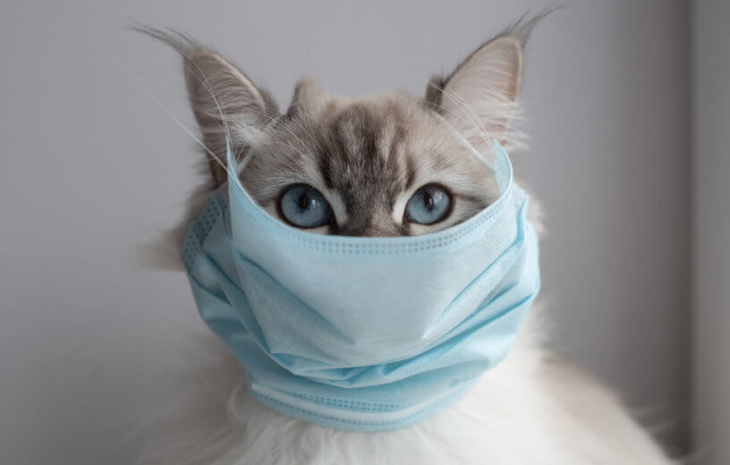 Study finds people can transmit coronavirus to cats, dogs