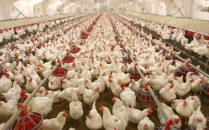 Poultry farmers seek FG’s intervention in 2024