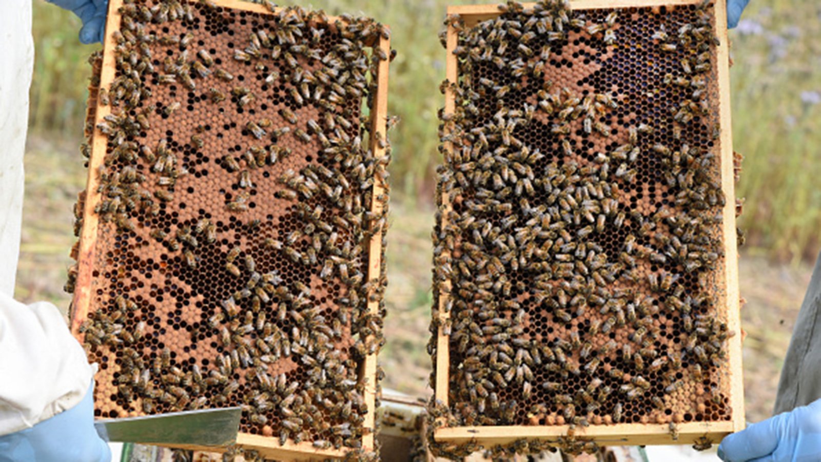 Bee farming can generate $10bn for Nigeria annually –Envoy