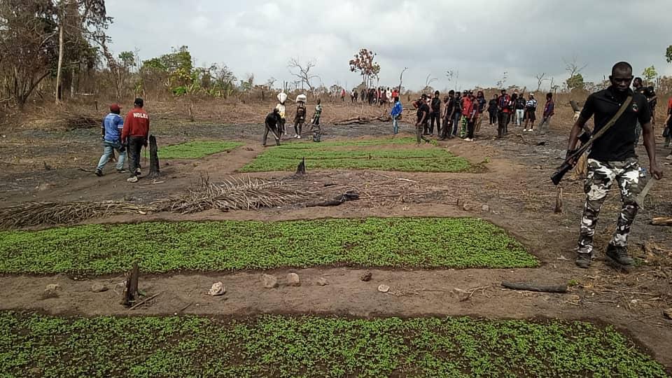 NDLEA destroys 255 hectares of cannabis farms, arrests 13 in Ondo