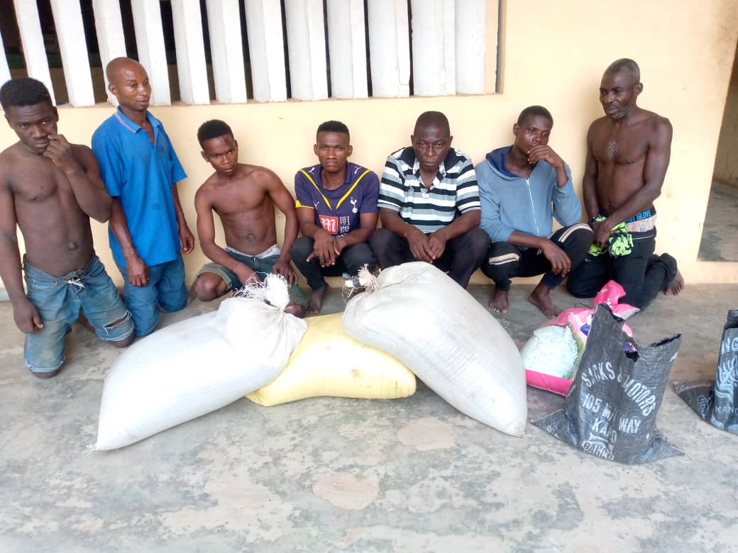 Ogun: Police discover Indian hemp plantation, arrest seven suspects