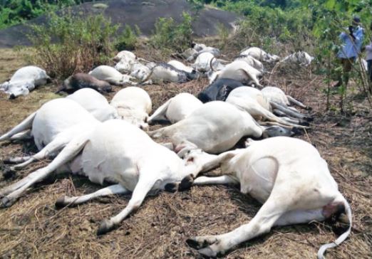 Thunderstorm kills 32 cows in Ogun –Police
