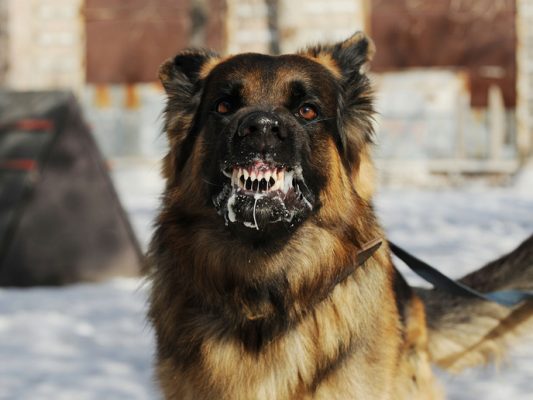 Woman killed by her extra large dogs