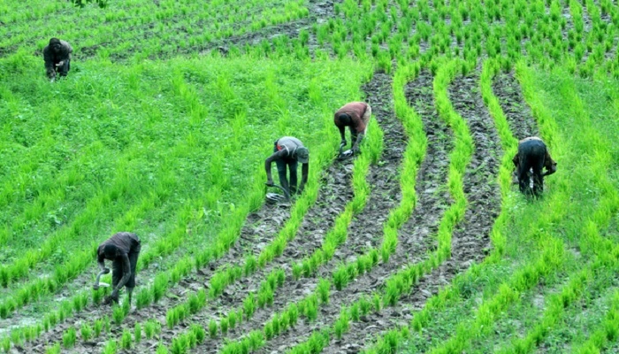 Continuous rains may disrupt harvest –Agriculturalist