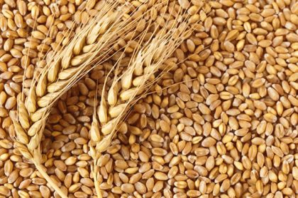 Ukraine to establish grain hubs in Nigeria