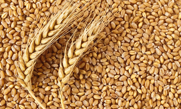 Ukraine to establish grain hubs in Nigeria