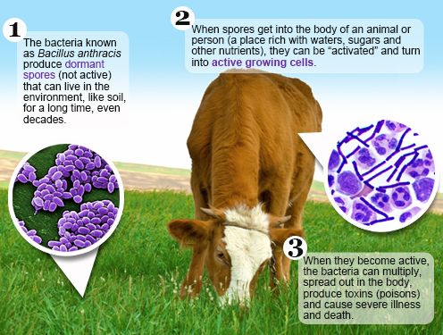 Anthrax disease: Lagos destroys six infected animals