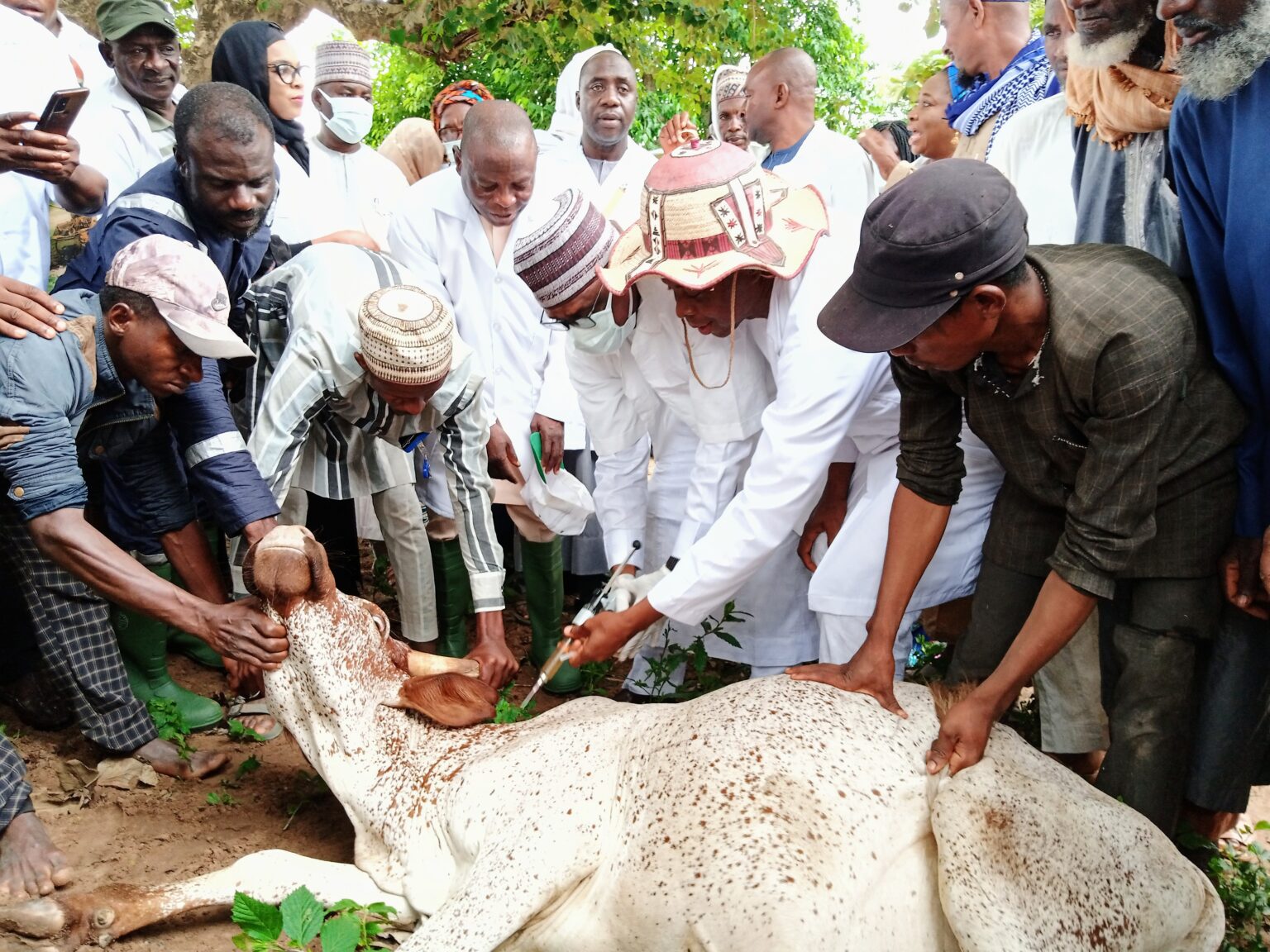 Anthrax: FCTA begins mass vaccination of cattle to curb spread 