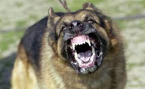Woman killed by her extra large dogs
