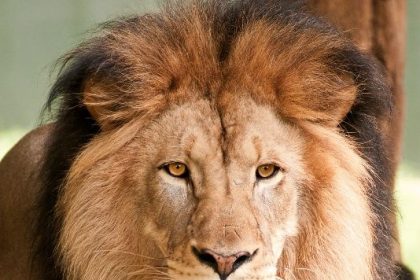 How lion killed handler at Obasanjo zoological garden -Police