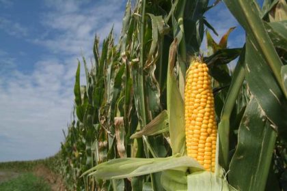Flexify Solutions launches CyberAgric App to drive food production