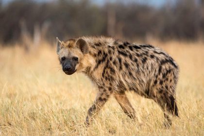 Jos: Anxiety as hyena escapes wildlife park