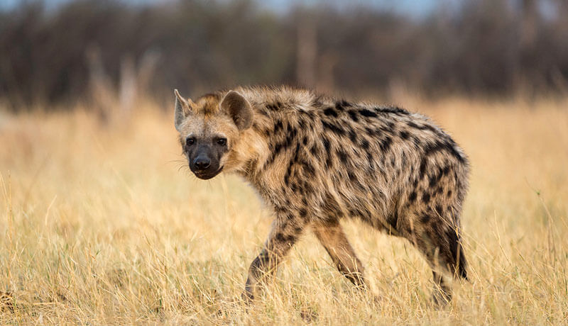 Jos: Anxiety as hyena escapes wildlife park
