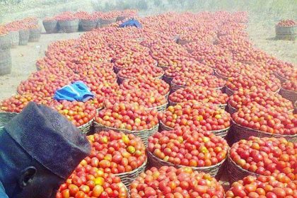 Prices of perishable items crash in Yobe, Borno, Adamawa