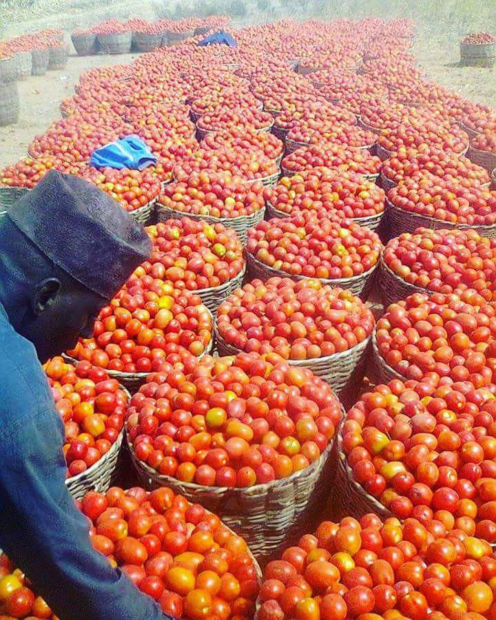 Prices of perishable items crash in Yobe, Borno, Adamawa