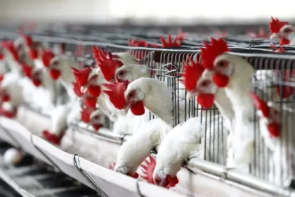 Bird flu surfaces in Plateau, kills 300 birds