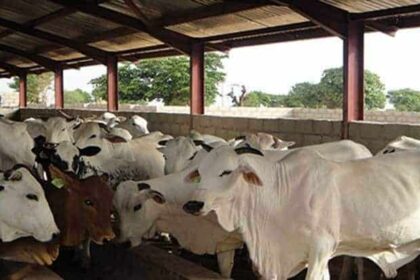 FG to clear 500 hactares of land for ranching in Benue -Minister