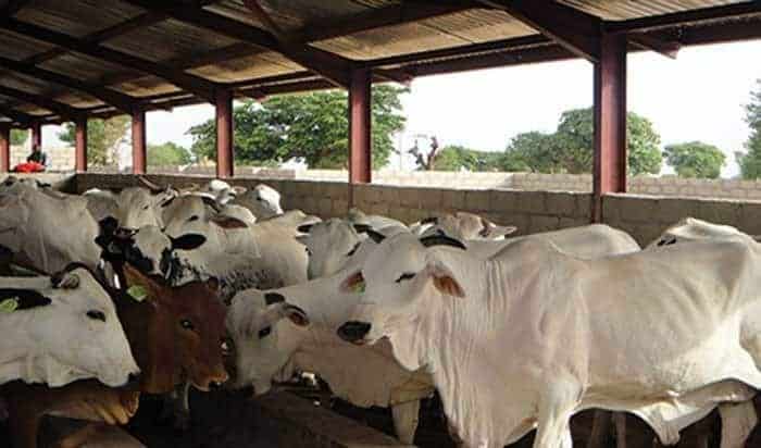 FG to clear 500 hactares of land for ranching in Benue -Minister