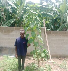 Record-breaking African Spinach found in Ekiti