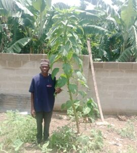 Record-breaking African Spinach found in Ekiti