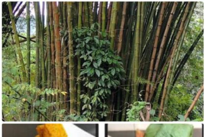 FUNAAB: Seminar on how to tap wine from bamboo holds Tuesday
