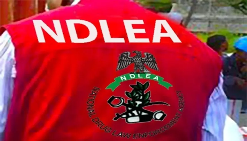 Drug kingpin arrested in Delta as NDLEA intercepts N7.8bn opioids