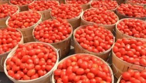 Ramadan: Tomato farmers allay fears of price hike