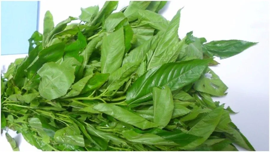How ‘Ewedu’ improves health, prevent diseases –Expert