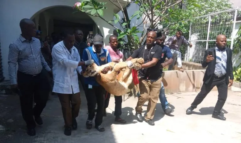 How we evacuated lion from private residence in Lagos -Task Force