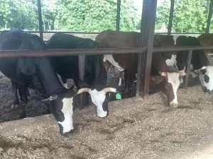 EXTRA: Inside Buhari’s cattle farm, By Femi Adesina